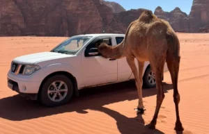 Camelo a por a cabeça para dentro dum automóvel no deserto Wadi Rum